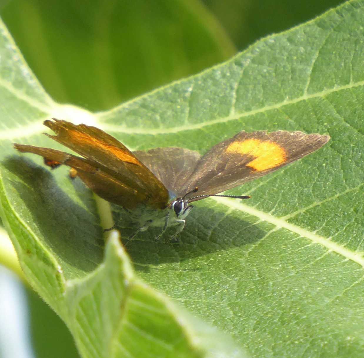 Thecla betulae Thecla betulae